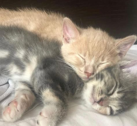 Two Kittens, Cat Cuddle, Silly Cats Pictures, Pretty Animals, Drawing Tablet, Cute Kitten, Silly Animals, Cat Aesthetic, Funny Cute Cats