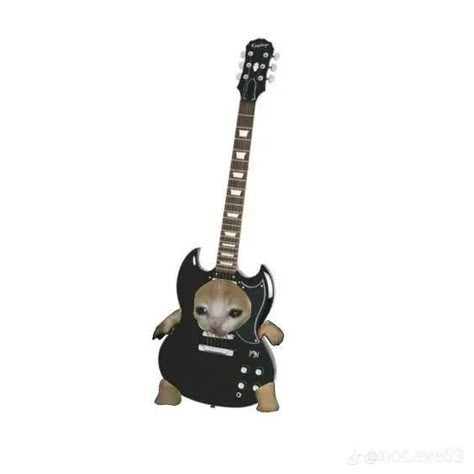 Cat With Guitar Pfp, Cats In A Band, H4ato Cats, Cat And Guitar, Cat With Guitar, Cat Profile, Silly Cats Pictures, Cat Meme, Cat Items