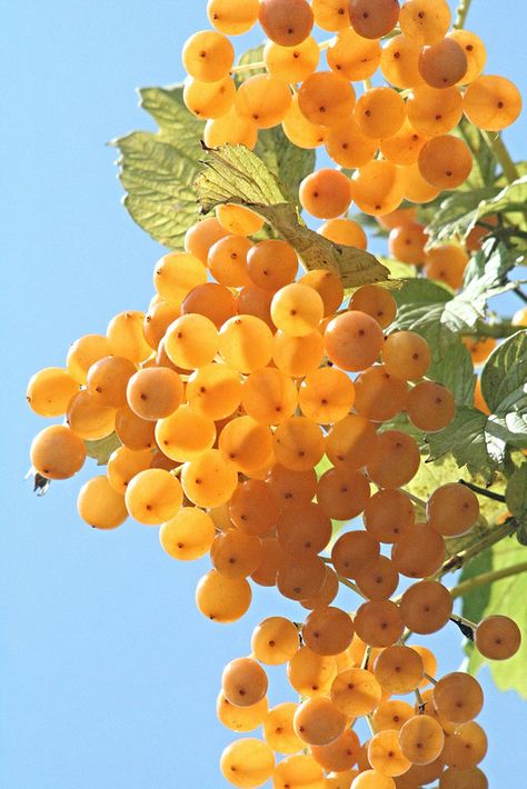 Berries Nordic Beauty, Fruit Photography, Beautiful Fruits, Orange Aesthetic, Fruit Plants, Foto Art, Exotic Fruit, Mellow Yellow, Nature Aesthetic