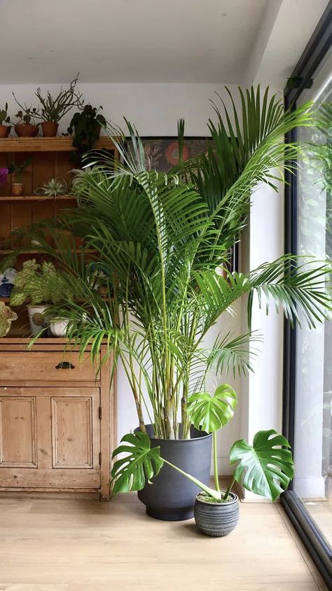 13 Indoor Trees Safe For Cats | Balcony Garden Web Areca Palm Indoor, Indoor Palm Plants, Palm House Plants, Organic Plant Food, Indoor Palms, Large Indoor Plants, Indoor Tree, Areca Palm, Indoor Trees