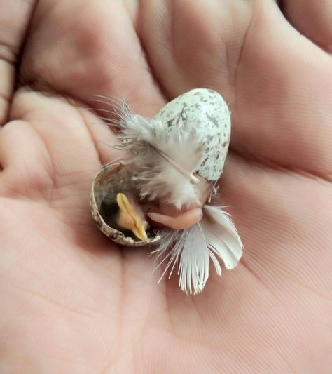 #naturallover #babybirds #naturalaesthetic Baby Sparrow, New Born Baby, Nature Lover, Birds, Canning, Nature