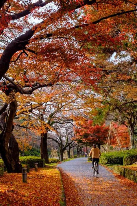 Bicycle rider during autumn in Japan. City In Japan, Kanazawa Japan, Japan Autumn, Traditional Japanese Architecture, Japanese Stuff, Japan Landscape, Most Beautiful Gardens, Urban Park, Kanazawa