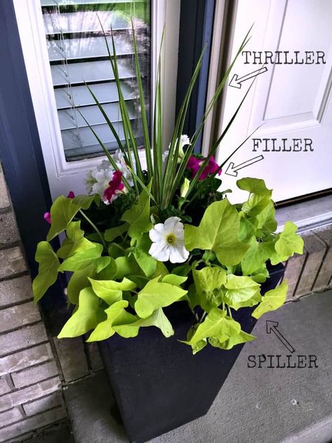 Thrillers Fillers Spillers, Succulent Landscape Design, Container Planting, Growing Tomatoes In Containers, Succulent Landscaping, Container Vegetables, Container Gardening Flowers, Flower Gardening, Container Gardens