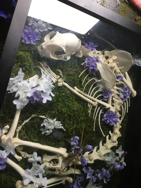 Bone Taxidermy Art, Bone Display Ideas, Taxidermist Aesthetic, Animal Bones Crafts, Bone Shelf, Bone Terrarium, Animal Bone Art, Bone Display, Bones Taxidermy