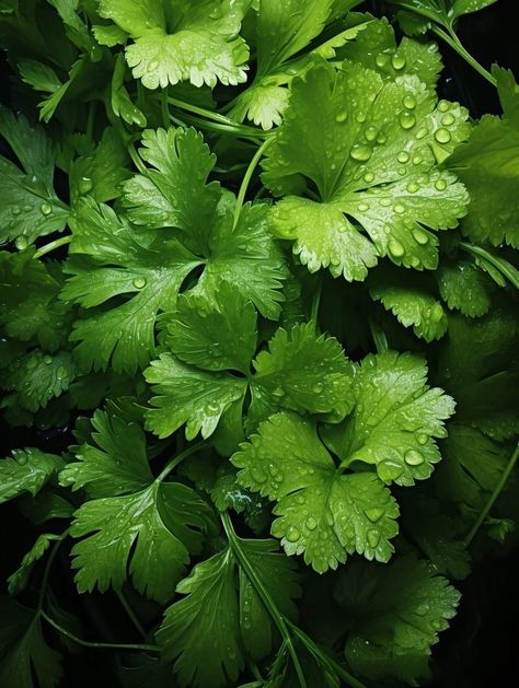 Growing Coriander, Simple Family Meals, Vegetable Pictures, Food Texture, Favorite Recipes Dinner, Incredible Edibles, Fruit Wallpaper, Fruit Photography, Graphic Wallpaper