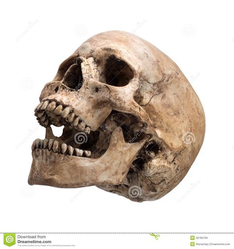 Sidetview Human Skull Open Mouth Isolated - Download From Over 27 Million High Quality Stock Photos, Images, Vectors. Sign up for FREE today. Image: 40765794 Skull Open Mouth, Skull Side View, Skull Profile, Skull Anatomy, Skull Reference, Skull Model, Skull Sketch, Oldest Human, Anatomy Poses