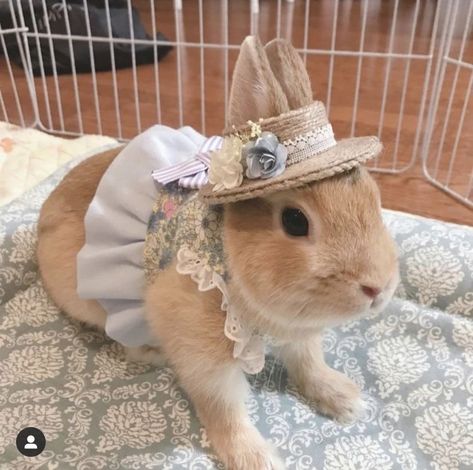 Aesthetic Rabbit, Rabbit Aesthetic, Bunny Things, Funny Pet Costumes, Bunny Clothes, Easter Bunny Costume, Bunny Room, Bunny Fashion, Pet Bunny Rabbits