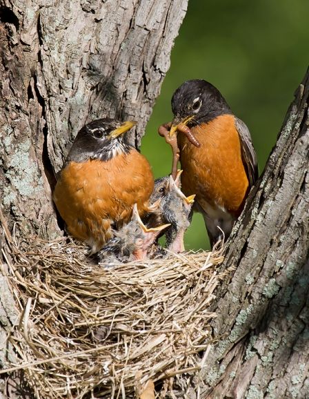 Mom and Dad robins feeding American Robin, Mama Bird, Barn Painting, Wonderful Picture, Baby Bird, Two Birds, The Nest, All Birds, Backyard Birds