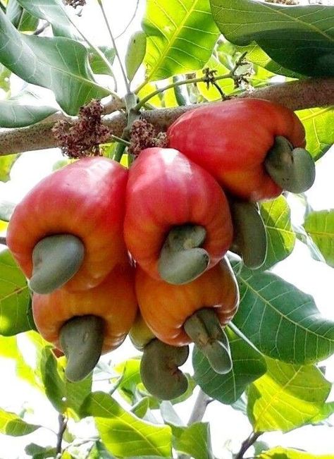 Cashew Tree, Fruits And Vegetables Pictures, Weird Fruit, Fruit Tree Garden, Vegetable Pictures, Kinds Of Fruits, Under The Knife, Fruit Photography, Bon Weekend