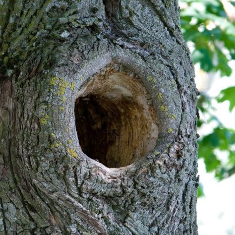 Tree Hollow, Tree Hole, Nancy Drew Mystery Stories, Black Walnut Tree, Hollow Tree, Poor Dog, The Trunk, Tall Trees, Tree Care