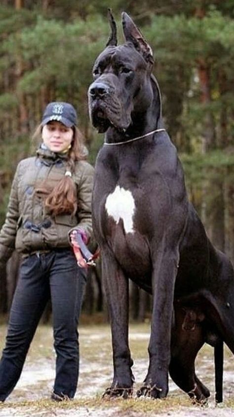 Carillons Diy, Black Great Danes, Giant Dog Breeds, Dane Puppies, Huge Dogs, Dog German, Great Dane Puppy, Dane Dog, Giant Dogs