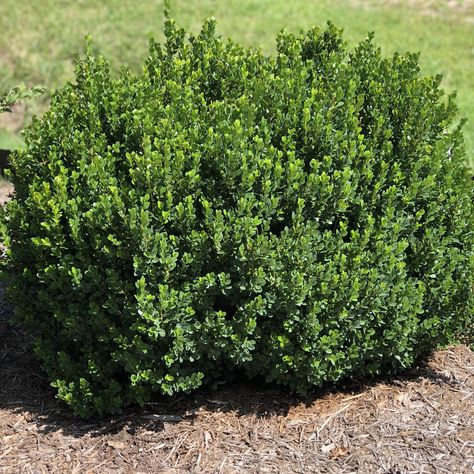 BUXUS_NORTH_STAR_BOXWOOD_GC_BUXNS_01 North Star Boxwood, American Boxwood, Boxwood Shrubs, Deer Proof Plants, Buxus Sempervirens, Deer Proof, Box Wood Shrub, Boxwood Plant, Evergreen Garden