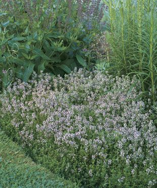 Flagstone Steps, Fenced Garden, Thyme Plant, Wall Plants, Creeping Thyme, Deer Proof, Ground Covers, Perennial Border, Covered Garden