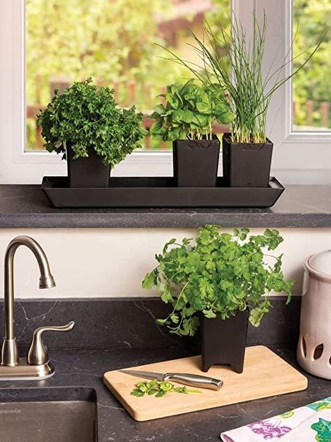 Kitchen Window Herb Garden, Window Sill Herb Garden, Planters For Indoor Plants, Plants In Jars, Tattoo Plant, Herb Garden In Kitchen, Indoor Herb, Inside Plants, Indoor Herb Garden