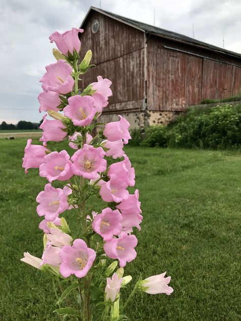 Campanula and vintage barn Campanula Flowers Bouquets, Campanula Flower, Campanula Flowers, Pretty Flowers Pictures, Bell Flowers, Nothing But Flowers, Flower Therapy, Pretty Plants, Flower Pictures