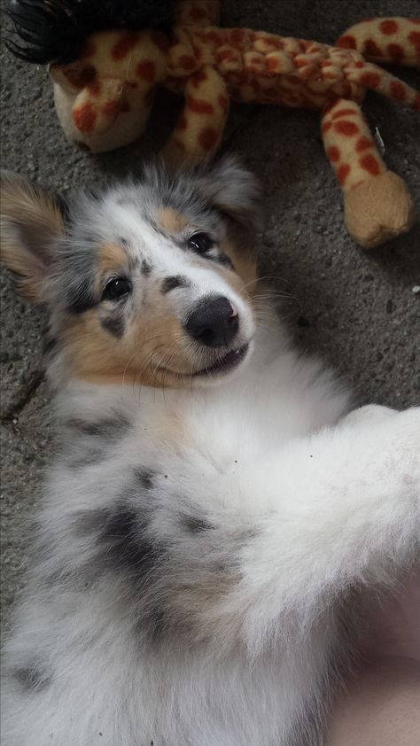 Blue Merle Rough Collie - Mishka                                                                                                                                                     More Rough Collie Puppy, Collie Puppy, Rough Collie, Herding Dogs, Blue Merle, Shetland Sheepdog, Scotland, Dogs, Blue