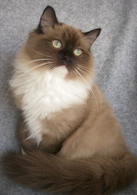 Beautiful Sepia Mitted Mink Ragdoll...could have a whole household of this breed! Ragdoll Kittens, Ragdoll Kitten, Cats Breeds, Cute Cats Photos, Domestic Cat, Ragdoll Cat, Cute Cats And Kittens, Cute Kittens, Pretty Cats