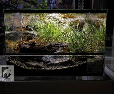 Western Hognose snake vivarium @ddreptiles.co.uk Western Hognose Snake Enclosure, Hognose Enclosure, Hognose Snake Enclosure, Snake Vivarium, Snake Habitat, Western Hognose, Vivarium Ideas, Western Hognose Snake, Turtle Enclosure