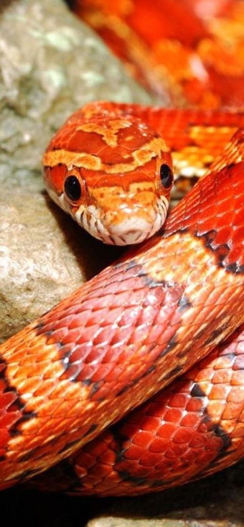 Colorful Snakes, Snake Wallpaper, Corn Snake, Snake Lovers, Cute Reptiles, Beautiful Snakes, Reptile Snakes, Pet Snake, Hd Background