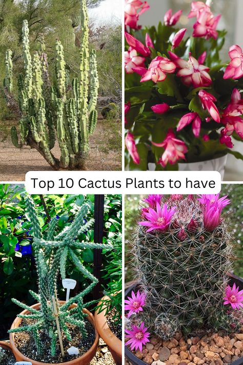 types of cactus plants Texas Cactus Garden, African Milk Cactus, Argentine Giant Cactus, Cactus Greenhouse, Types Of Cactus Plants, Fairy Castle Cactus, Round Cactus, Types Of Cactus, Golden Barrel Cactus