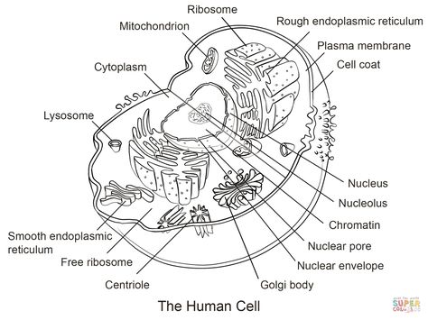 Human Cell Diagram, Human Cell, Cell Diagram, Cell Theory, Cells Worksheet, Cell Parts, Eukaryotic Cell, Coloring Worksheet, Cell Model