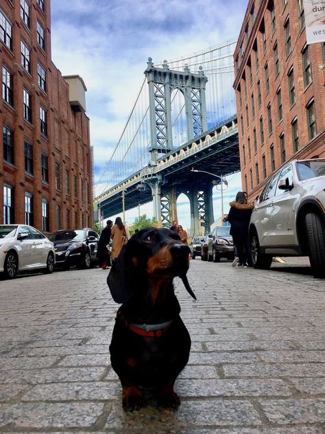 Dog-Friendly New York: Visiting New York City with a Dog - Travelnuity Dogs In New York City, Frenchie Photoshoot, Frenchie Photography, Puppy Kit, New York Dog, Dog City, 2023 Photoshoot, Visiting New York City, Urban Dog