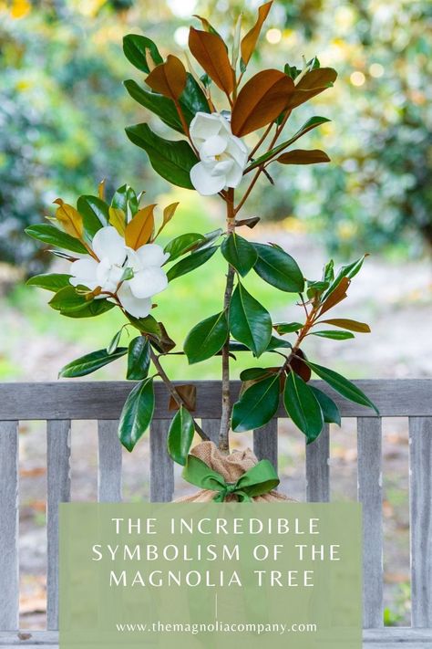 We believe that taking care of the environment is the best way to give back to these incredible trees. But, as it turns out, magnolia trees have been giving to cultures around the world for centuries. Keep reading to learn the meaning of the magnolia tree around the world. #MagnoliaTrees #MagnoliaTreeCare #MagnoliaTreeLandscaping #Magnolia #MagnoliaFarm #MagnoliaFarms #MagnoliaTree #MagnoliaFlower #InMemory #Symbols #Symbolic #MagnoliaSymbolism #SymbolicMeanings #SymbolicMeaningOfFlower Magnolia Trees Along Fence, Magnolia Symbolism, Magnolia Quotes, Magnolia Tree Tattoo, Magnolia Tree Landscaping, Little Gem Magnolia Tree, Magnolia Meaning, Heritage Tattoo, Taking Care Of The Environment