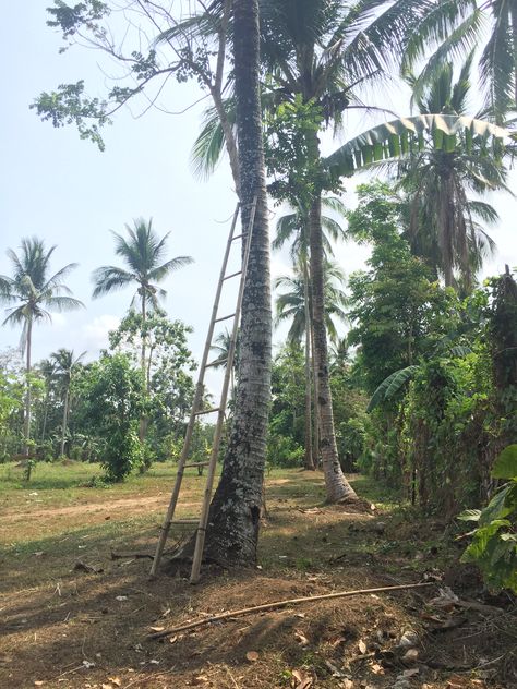 Farming in the Philippines Farm In Philippines, Farm Philippines, Bacolod, Beautiful Wallpapers For Iphone, Cute Emoji Wallpaper, Emoji Wallpaper, Farm Life, The Philippines, Beautiful Wallpapers