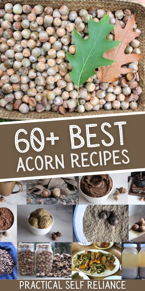 How To Use Acorns, Are Acorns Edible, How To Eat Acorns, Acorn Food Ideas, Acorn Ideas Projects, Acorns In Witchcraft, How To Make Acorn Flour, Acorn Flour How To Make, Uses For Acorns