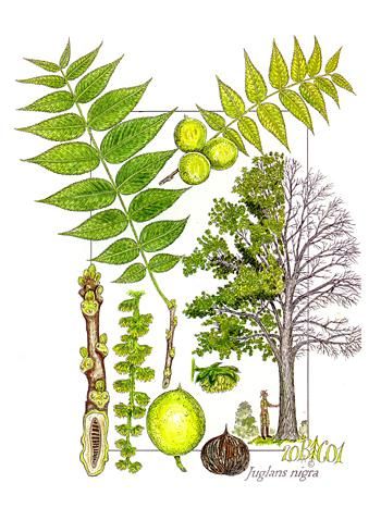 Black walnut tree | what to grow and what NOT to grow under black walnut trees | Morton Arborteum Tree Leaves Tattoo, Palm Tree Drawing, Leaves Tattoo, Black Walnut Tree, Tree Identification, Walnut Tree, Tree Of Life Tattoo, Celtic Tree Of Life, Family Tree Wall