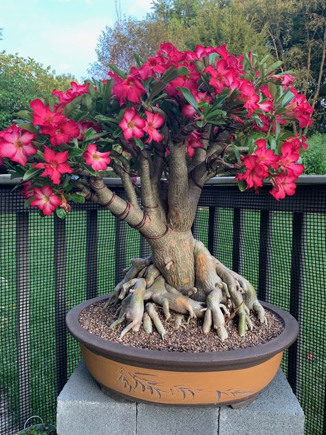 Adenium Bonsai Dessert Rose Plant, Adenium Bonsai, Bonsai Kit, Garden Watering System, Desert Rose Plant, Flowering House Plants, Rose Plant, Bonsai Plants, Unusual Flowers