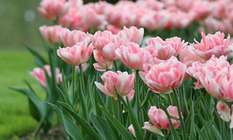 Tulip Peony, Longfield Gardens, Growing Bulbs, Perennial Flowers, Gardening Diy, Flower Bulbs, Tulips Garden, Spring Flowering Bulbs, Garden Services