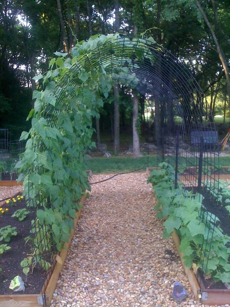 Garden Arch Trellis made of Cow Panels: that's not an arch but a small tunnel.  Awesome! Squash Arch, Vege Garden Ideas, Garden Bed Layout, Garden Arch Trellis, Arch Trellis, Sloped Garden, Garden Arches, The Secret Garden, Budget Diy