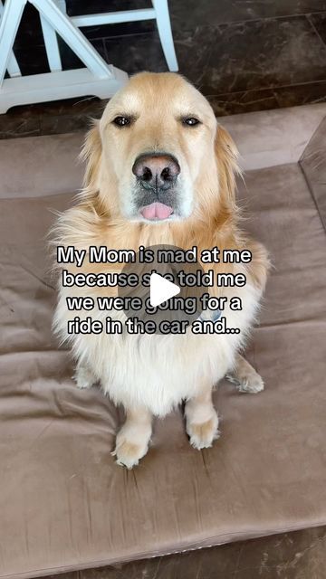 Dog Humor Hilarious, Funny Dog Video, Puppy Videos Cutest, Funny Dog Videos Make Me Laugh, Funny Dog Videos Try Not To Laugh, Silly Dogs Hilarious, Funny Videos Of Dogs, Dog Videos Funny Hilarious, Dogs Talking