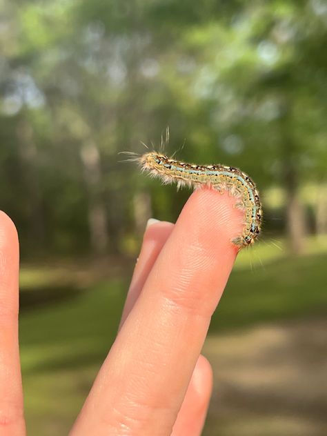 Bug Lover Aesthetic, Caterpillar Aesthetic, Fluffy Caterpillar, Nature Aesthetic Blue, Blue Caterpillar, Cute Caterpillar, Monarch Caterpillar, Beautiful Bugs, Aesthetic Nature