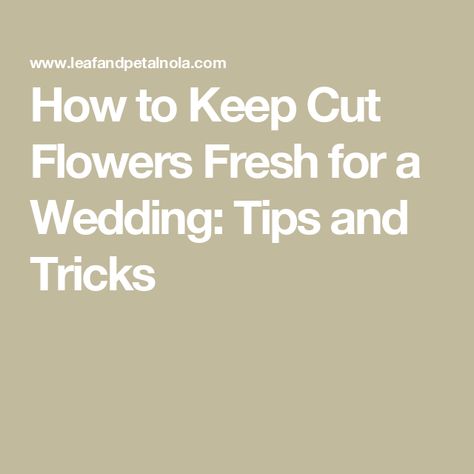 How to Keep Cut Flowers Fresh for a Wedding: Tips and Tricks Wedding Tips And Tricks, Bride Walking Down The Aisle, Prom Bouquet, Bouquet Arrangements, New Cut, Fresh Cut Flowers, Garden Boxes, Wedding Rehearsal, Walking Down The Aisle