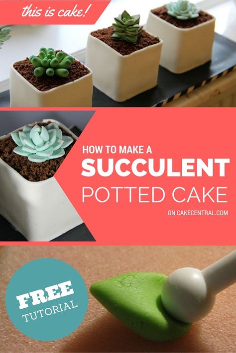 These sweet little potted succulents are perfect for adding that extra touch of freshness to dessert time. Whether you're making a... Fondant Succulents Tutorial, Succulent Desserts, Fondant Cactus, Fondant Succulents, Succulent Cakes, Succulent Wedding Cakes, Cactus Cupcakes, Succulent Cupcakes, Succulent Cake