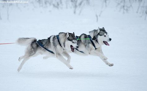 Huskies Sled, Malamute Husky, Alaskan Husky, Dental Tourism, Snow Dogs, Alaskan Malamute, Dog Runs, Sporting Dogs, Wolf Dog