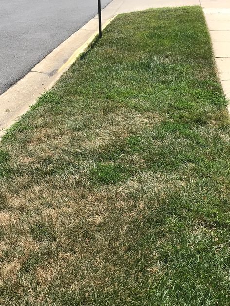 Tall Fescue Grass Lawn, Fescue Grass Lawn, Tall Fescue Lawn, Summer Lawn Care, Tall Fescue Grass, Fescue Lawn, Lawn Renovation, Lawn Repair, Perennial Garden Plans