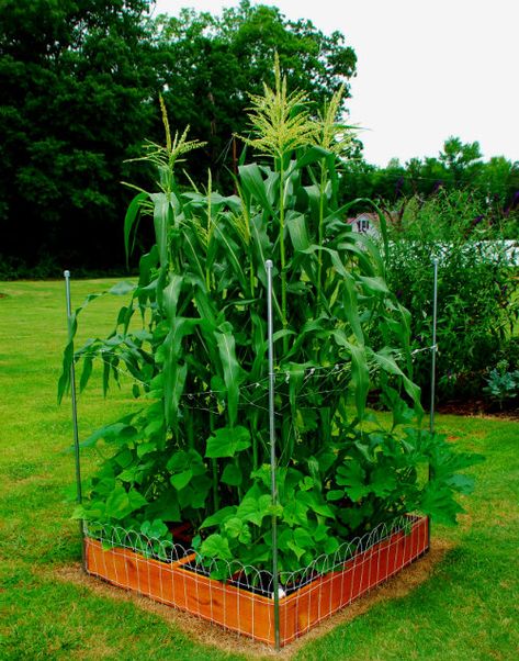 Three sisters in a square foot garden, photo by KBS garden Three Sisters Planting, Garden With Chickens, Square Foot Gardening Plans, Cute Garden Decor, Food Vision Board, Garden Small Space, Biointensive Gardening, Square Foot Gardening Layout, Growing Fruits And Vegetables