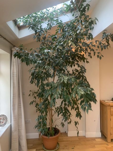 large indoor house plants | eBay Big Plants Indoor, Big Indoor Plants, Plants Beautiful, Indoor House Plants, 45 Years Old, Big Plants, Plants Indoor, House Plants Indoor, 45 Years