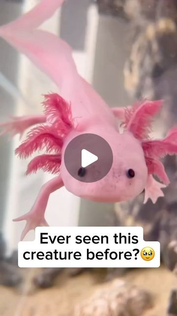 77K views · 10K likes | Wildlife Rescuers on Instagram: "The pink axolotl, a captivating variant of this unique amphibian, showcases a charming hue that distinguishes it from the typical wild-type colors. As they grow, axolotls typically undergo metamorphosis, transitioning into a more mature terrestrial form. Interestingly, pink axolotls often maintain their aquatic juvenile characteristics, defying the conventional transformation. This delightful deviation contributes to their popularity among enthusiasts who appreciate their vibrant color and perpetually youthful appearance in aquatic habitats.

Credit unknown 
Please DM us for credit 

#wildlife #wildanimals #nature #naturelovers #animals #cuteanimals #animallovers #amphibians #axolotl #cuteaxolotl #pinkaxolotl #cutepinkaxolotl" Pink Axolotl, Beautiful Animals, Amphibians, Cute Pink, The Pink, Animals Beautiful, Animals Wild, Cute Animals, Vibrant Colors