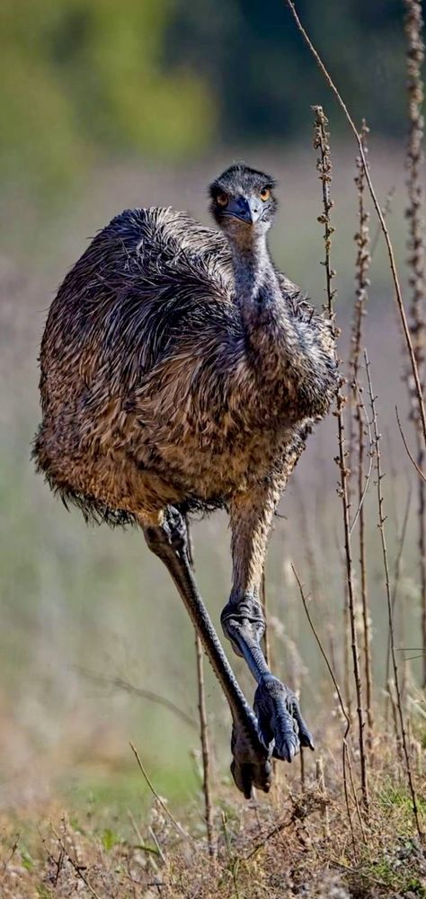 Emu 🖤 Australian native flightless bird Emu Bird, Australian Fauna, Flightless Bird, Australian Bush, Australian Flora, Australian Wildlife, Australian Birds, Australian Native, Wildlife Photos