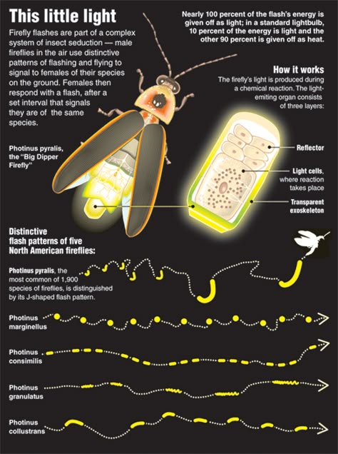 Firefly.org via nothing-without-science: Facts About Fireflies •  Fireflies talk to each other with light. “ Fireflies emit light mostly to attract mates, although they also communicate for other... Lighting Bugs, Firefly Lights, Old Farmers Almanac, Beautiful Bugs, Arthropods, Idee Pasto Sano, Arachnids, Bugs And Insects, Snow Leopard