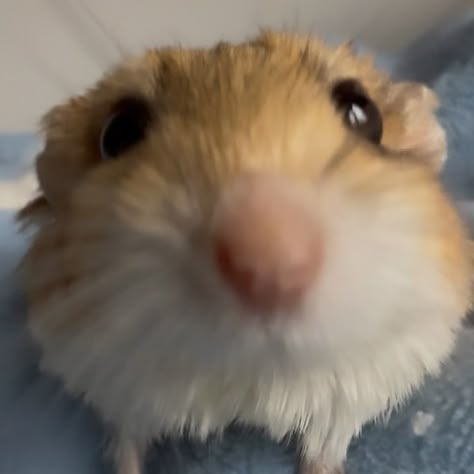 Gerbil Aesthetic, Albino Hamster, Cute Hamster Aesthetic, Hamster With Glasses, Hamsters Aesthetic, Hamster Random, Cute Hamsters Funny, Hamster Pfp, Hamster Aesthetic