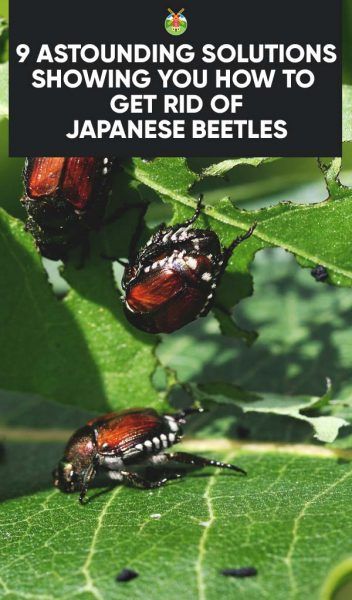 9 Effective Solutions on How to Get Rid of Japanese Beetles Asian Beetles How To Get Rid Of, How To Get Rid Of Japanese Beetles, Japanese Beetles How To Get Rid Of, Japanese Beetles Repellant, Killing Japanese Beetles, Asian Beetle, Japanese Beetle, Garden Remedies, Bug Killer