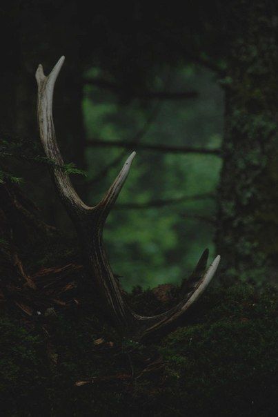 Dark Naturalism, The Ancient Magus Bride, Dark Green Aesthetic, Slytherin Aesthetic, Dragon Age Inquisition, Green Power, Band Pictures, Green Forest, Pics Art