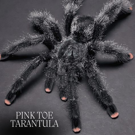 The pink-toe tarantula are known for their docile nature. They can be taken Good care by giving them a vertically oriented habitat, a well-balanced diet, and proper handling. These arboreal species make wonderful pets. https://cherishapet.com/pink-toe-tarantula/ #tarantula #pinktoe #pinktoetarantula #pinknails #blackspider #blacktarantula Pink Toe Tarantula, Red Knee Tarantula, Tarantula Enclosure, Chinchilla Care, Pet Tarantula, Male Vs Female, Pink Tips, Exotic Pet, Pink Toes