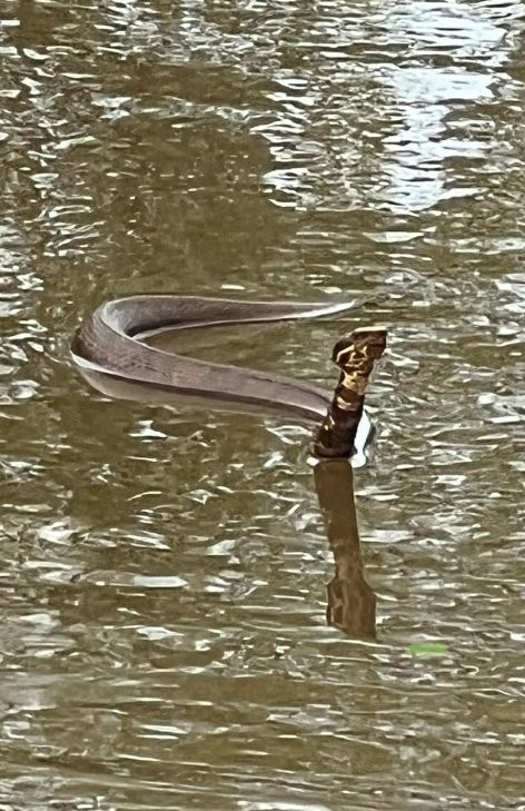 Water Moccasin V Water Moccasin Snake, Pit Viper, Snake Venom, Animal References, Reptiles, Moccasins, Water, Animals, Quick Saves