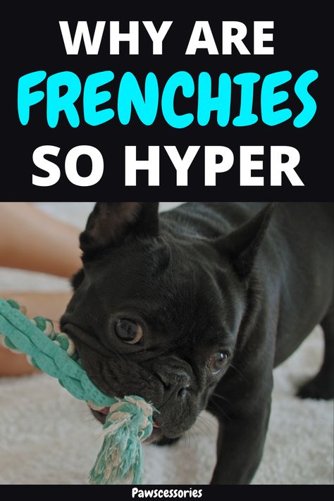 In this post you’ll discover: 11 real reasons why french bulldogs are so hyper, How being hyper can be a sign of good health, 4 tips to help reduce how hyper your frenchie is (tip #1 is hands down the best way), And much, much more. How To Treat Hives, French Bulldog Breed, Toy Bulldog, French Bulldog Facts, French Bulldog Funny, French Bulldog Dog, Did You Know Facts, French Bulldog Puppy, French Bull